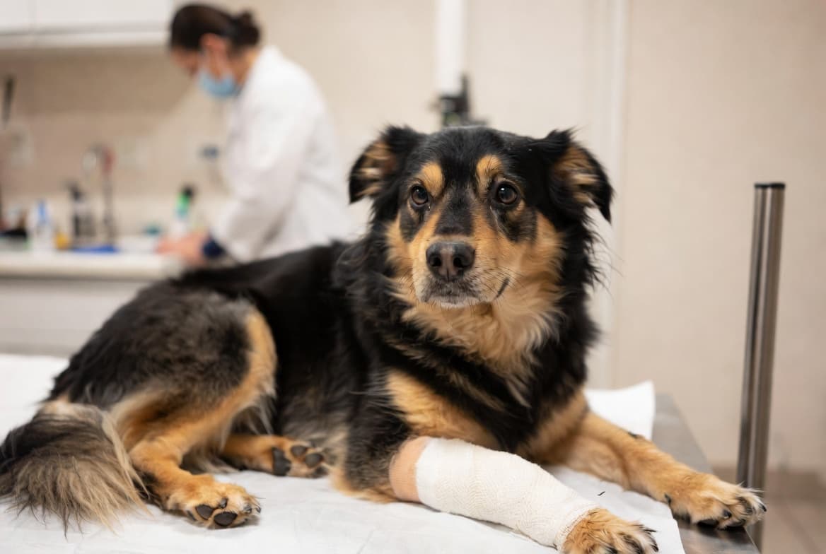 Scout, at the rescue